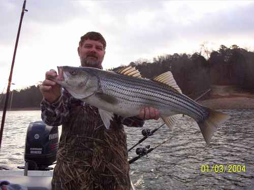 Nice Striped Bass