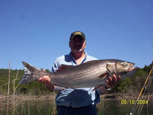 Nice Striped Bass