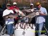 (09/17/2005) - Nice Striped Bass