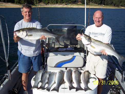 Nice Striped Bass