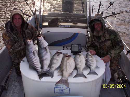 Nice Striped Bass