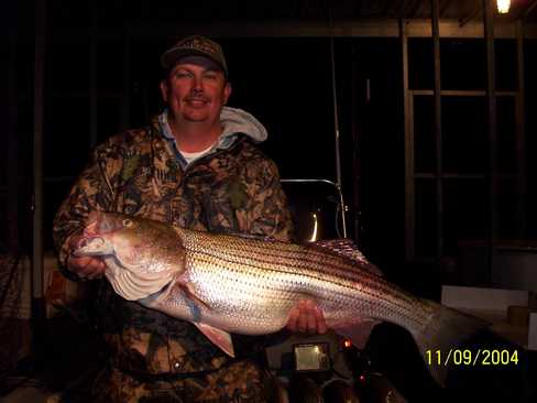 Nice Striped Bass