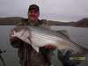 (04/11/2005) - Nice Striped Bass