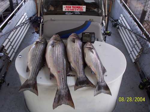 Nice Striped Bass