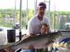 (08/21/2008) - Nice Striped Bass