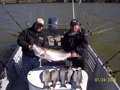 Nice Striped Bass