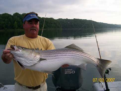 Nice Striped Bass