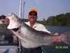 (06/28/2004) - Nice Striped Bass