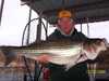 (12/10/2004) - Nice Striped Bass