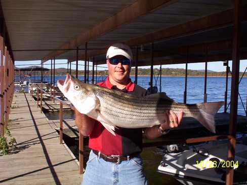 Nice Striped Bass