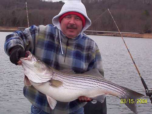 Nice Striped Bass