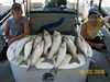 (06/03/2008) - Nice Striped Bass