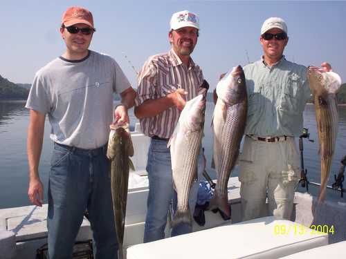 Nice Striped Bass