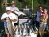 (06/11/2008) - Nice Striped Bass