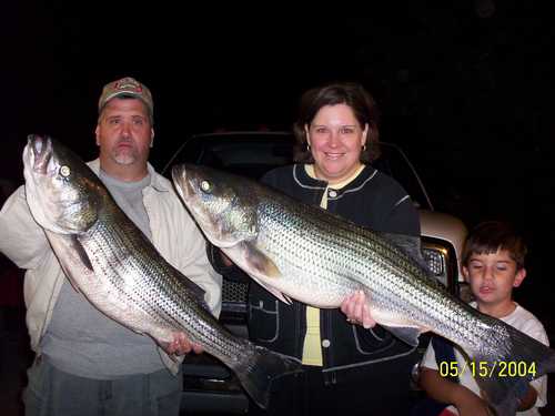 Nice mess of Stripers