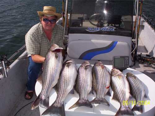 Nice Striped Bass