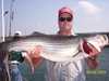 (09/03/2004) - Now that is a Hog Striper