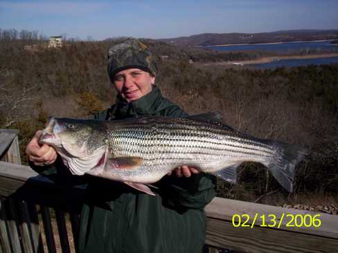 Nice Striped Bass