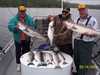 (05/14/2004) - Excellent Striper Fishing