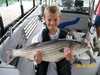 (06/09/2007) - Nice Striped Bass