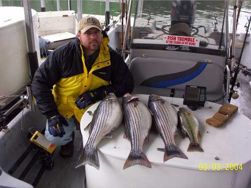 Nice Striped Bass