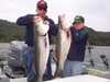 (07/28/2004) - Now that is a Hog Striper