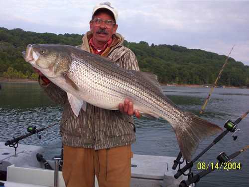 Now that is a Hog Striper