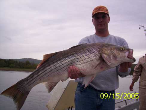 Nice Striped Bass