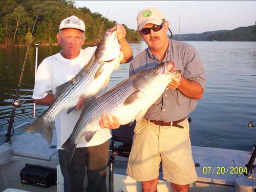 Nice Striped Bass