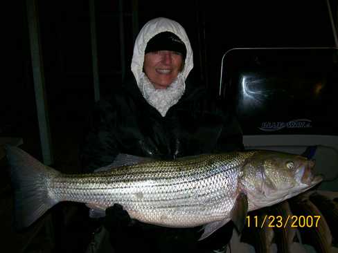 Nice Striped Bass