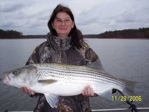 Nice Striped Bass