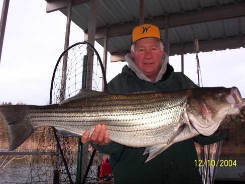 Nice Striped Bass