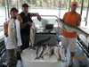 (06/23/2009) - Nice Striped Bass