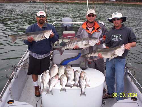 Limit of Striped Bass