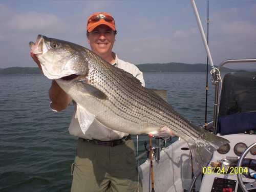 Nice Striped Bass