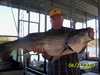 (04/21/2007) - Nice Striped Bass