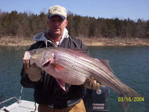 Nice Striped Bass