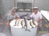 (06/09/2004) - Nice Striped Bass