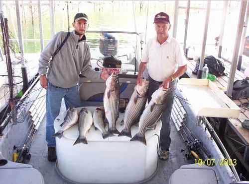 Limit of Striped Bass