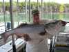 (08/04/2009) - Nice Striped Bass