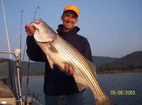 Striped Bass