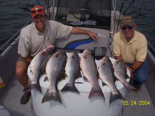 Nice mess of Stripers