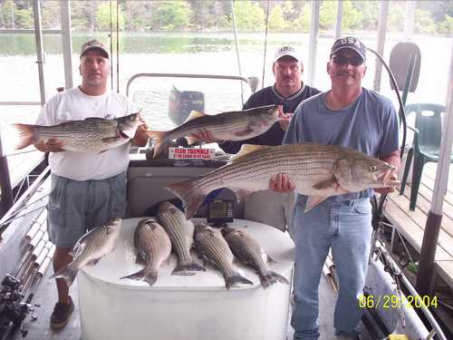 Nice Striped Bass