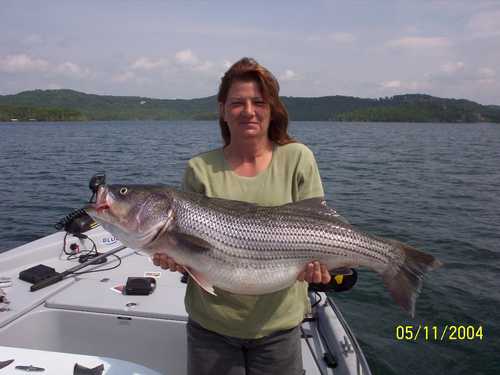 Nice Striped Bass