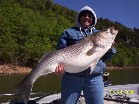 Nice Striped Bass