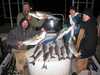 (12/13/2009) - Nice Striped Bass