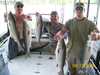 (08/13/2008) - Nice Striped Bass