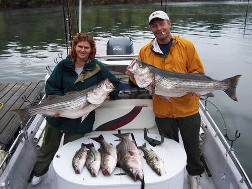 Nice Striped Bass