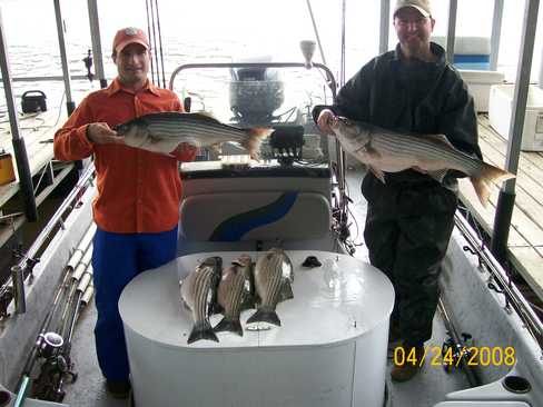 Nice Striped Bass