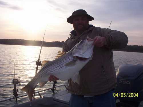 Nice Striped Bass